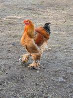 Brahama haan, Dieren en Toebehoren, Pluimvee, Mannelijk, Kip