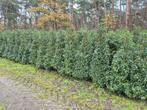 Portugese Laurier 150-175cm, Ophalen, Laurier, Haag, 100 tot 250 cm