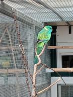 Cloncurry parkiet, pop, Dieren en Toebehoren, Vrouwelijk, Parkiet
