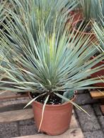 Yucca Rostrata in 10liter pot 50cm Promo 2 voor €40,00, Tuin en Terras, Planten | Tuinplanten, Ophalen, Zomer, Overige soorten