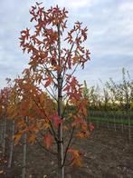 Liquidambar worplesdon amberboom 2m hoog, Tuin en Terras, Herfst, Overige soorten, 250 tot 400 cm, Ophalen
