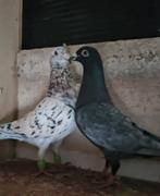 mooi postduiven te koop, Dieren en Toebehoren, Vogels | Duiven, Meerdere dieren, Postduif
