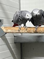 Koppel grijze roodstaarten 2021, Meerdere dieren, Papegaai