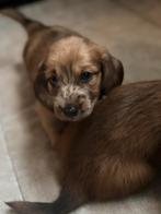 Prachtige pups, Dieren en Toebehoren, Honden | Teckels en Dashonden, Reu, CDV (hondenziekte), 8 tot 15 weken, Dwerg