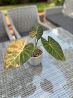 Alocaisa Regal Shiald Aurea Variegated, Overige soorten, In pot, Minder dan 100 cm, Groene kamerplant