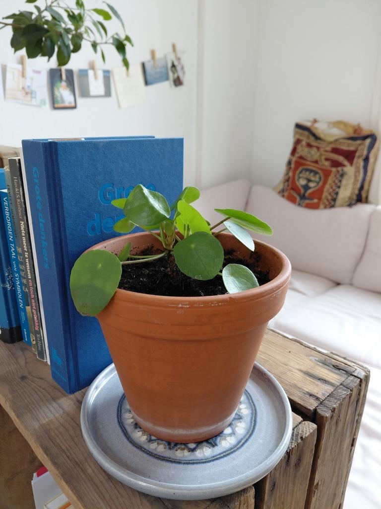 Pannenkoekenplant pilea peperomioides kamerplant binnenplant, Huis en Inrichting, Kamerplanten, Ophalen, Overige soorten, Halfschaduw