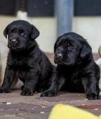 Labrador retriever pups, 8 tot 15 weken, Labrador retriever, CDV (hondenziekte), Meerdere