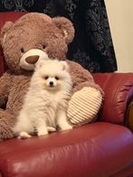 Pomeriaan pups pomeriaan, Dieren en Toebehoren, Honden | Poolhonden, Keeshonden en Oertypen, Particulier, 15 weken tot 1 jaar