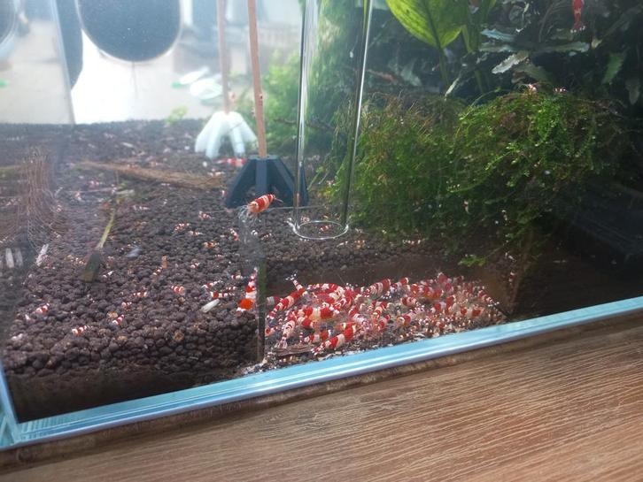 Crystal red garnalen, Dieren en Toebehoren, Vissen | Aquaria en Toebehoren, Zo goed als nieuw, Plant(en), Steen of Hout, Ophalen