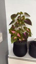 Kleurrijke Kamerplant excl Pot, Overige soorten, In pot, Minder dan 100 cm, Groene kamerplant