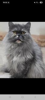 Prachtig poesje, Dieren en Toebehoren, Poes, Gechipt, 6 jaar of ouder