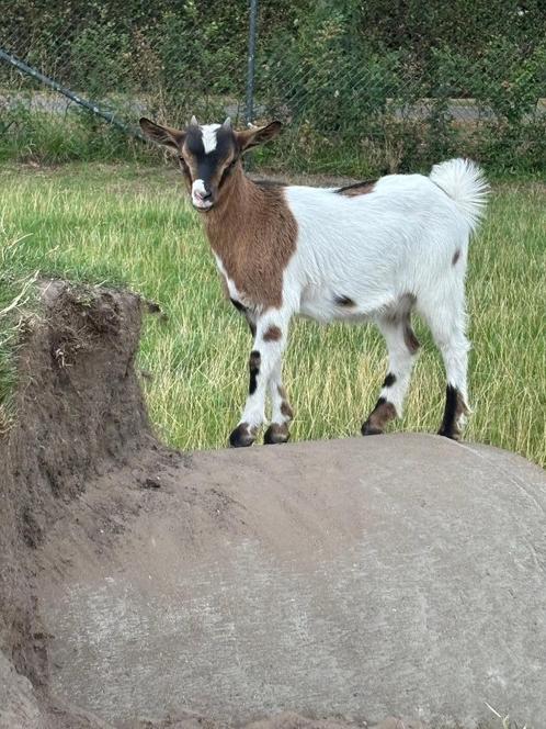 Dwergeit bokje, Dieren en Toebehoren, Schapen, Geiten en Varkens, Geit, Mannelijk, 0 tot 2 jaar
