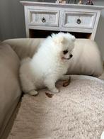 Mini pommeriaan, Dieren en Toebehoren, Particulier, Rabiës (hondsdolheid), 15 weken tot 1 jaar, Overige rassen