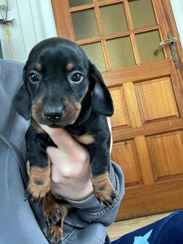 Deze zoeken nog een mandje beschikbaar voor biedingen