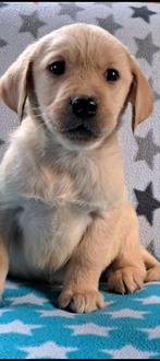 Prachtige kruising golden Retriever x Labrador, Golden retriever, Nederland, 8 tot 15 weken, CDV (hondenziekte)