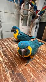 Super tamme baby Blauwkeel Ara 2025, Meerdere dieren, Papegaai, Pratend