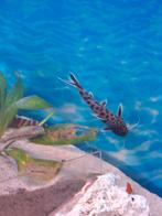 Te koop 4x Synodontis petricola/ dwergmeerval €8; per stuk, Dieren en Toebehoren, Vissen | Aquariumvissen, Vis, Zoetwatervis, Schoolvis