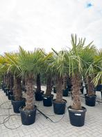 Trachycarpus fortunei - winterharde palmbomen, 100 tot 250 cm, Zomer, Palmboom, Ophalen