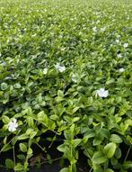 Vinca minor Alba bodembedekkers, Ophalen of Verzenden, Halfschaduw