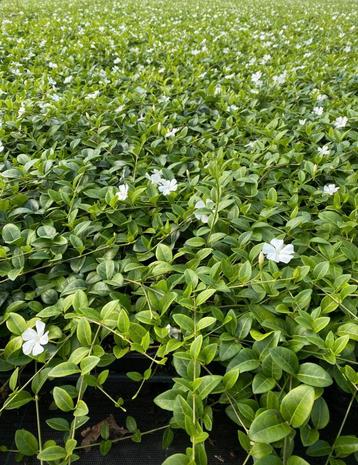 Vinca minor Alba bodembedekkers beschikbaar voor biedingen