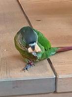 Pyrrhura, Dieren en Toebehoren, Vogels | Parkieten en Papegaaien, Geslacht onbekend, Parkiet, Tam