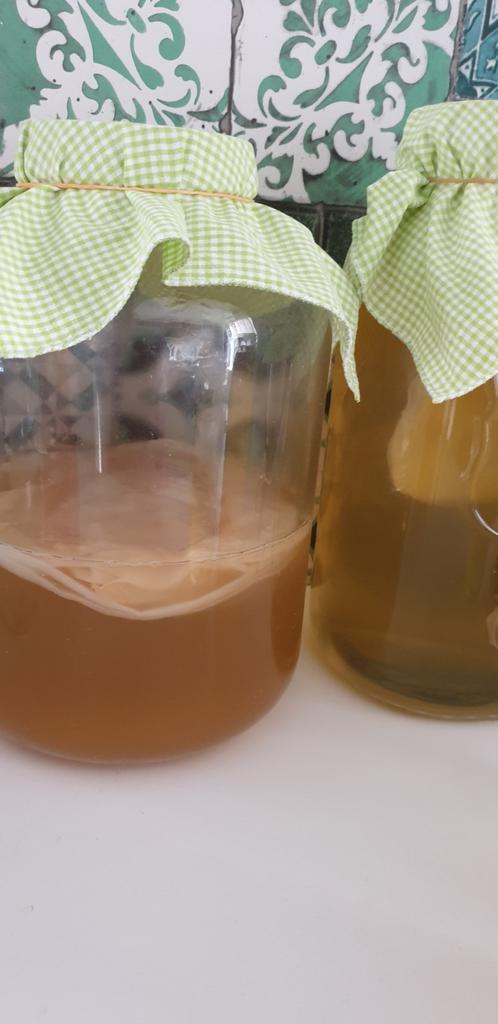 Kombucha scoby biologisch met graris startervloeistof, Diversen, Levensmiddelen, Ophalen