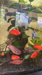 Jewel cichlide rood gratis, Dieren en Toebehoren, Vissen | Aquariumvissen, Vis
