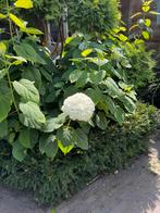 Hortensia Annabelle, Tuin en Terras, Planten | Struiken en Hagen, Ophalen of Verzenden, Hortensia, Struik, 100 tot 250 cm