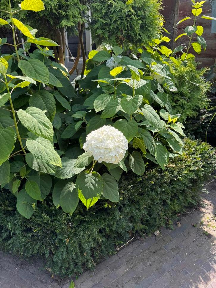 Hortensia Annabelle, Tuin en Terras, Planten | Struiken en Hagen, Struik, Hortensia, 100 tot 250 cm, Ophalen of Verzenden