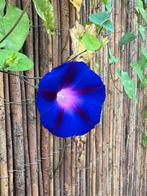 Blauwe winde zaden, Tuin en Terras, Bloembollen en Zaden, Ophalen, Voorjaar, Volle zon, Zaad