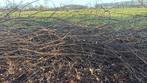 Hout voor houtsnippers, Tuin en Terras, 6 m³ of meer, Ophalen of Verzenden, Overige houtsoorten, Takken