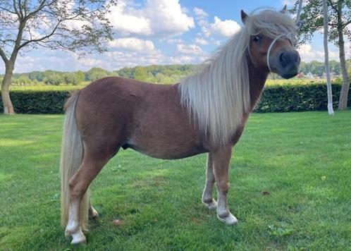 Shetlander pony te koop, Dieren en Toebehoren, Pony's, Meerdere dieren, Niet van toepassing, A pony (tot 1.17m), Recreatiepony