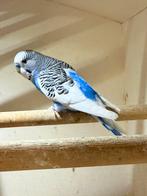 Blauw bonte grasparkiet, Dieren en Toebehoren, Vogels | Parkieten en Papegaaien, Mannelijk, Parkiet, Geringd