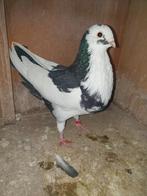 7 jonge Haagse tilduiven EIGENKWEEK KROPPERS, Dieren en Toebehoren, Vogels | Duiven, Meerdere dieren, Kropper