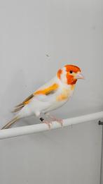 Majoor Putter satinet, Dieren en Toebehoren, Vogels | Overige Vogels