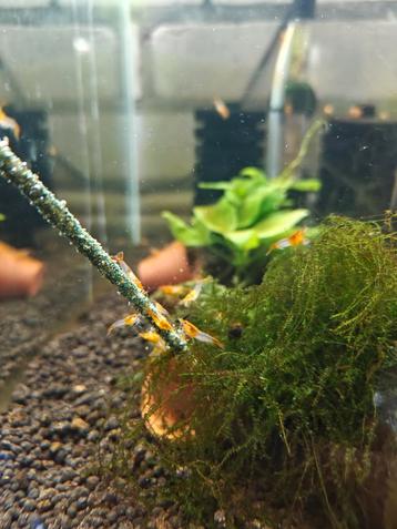 Jong volwassenen orange rili garnalen beschikbaar voor biedingen