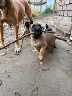 *Te Koop: Mechelse Herder Puppy’s!*, Dieren en Toebehoren, Honden | Herdershonden en Veedrijvers, Rabiës (hondsdolheid), 8 tot 15 weken