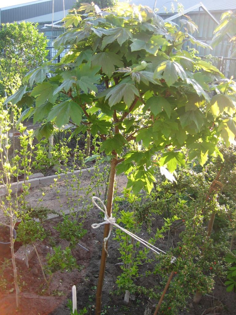 bol esdoorn, Tuin en Terras, Planten | Bomen, Ophalen, Bloeit niet, Halfschaduw, Overige soorten