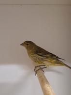 Diverse tropische vogels en europese cultuurvogels, Dieren en Toebehoren, Meerdere dieren, Tropenvogel, Geringd