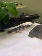 Wildvang Tigrinus meerval/catfish, Dieren en Toebehoren, Vis, Zoetwatervis, Schoolvis