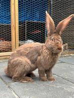 Mooi reuzen konijnen koppel, Dieren en Toebehoren, Konijnen, Mannelijk, Groot, Hangoor
