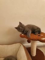 LaatsteSinterklaas 🎅  britsekorthaar te koop +31620154839🥰, Meerdere dieren, Ontwormd, 0 tot 2 jaar