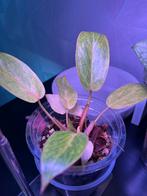 Philodendron Painted Lady, Tuin en Terras, Planten | Tuinplanten, Ophalen, Vaste plant, Bloeit niet, Halfschaduw