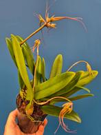 Orchidee Bulbophyllum Elizabeth Ann p12 (1)