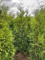 Thuja brabant rechtstreeks van de kweker, Haag, Conifeer, Ophalen, 100 tot 250 cm