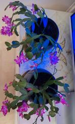 Bloeiende lidcactus, Ophalen, Halfschaduw, Minder dan 100 cm