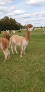 Alpaca merries, Dieren en Toebehoren, Overige Dieren, Meerdere dieren