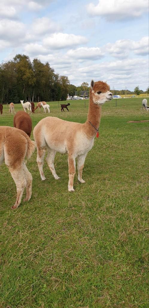 Alpaca merries, Dieren en Toebehoren, Overige Dieren, Meerdere dieren