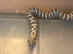 Haakneus heterodon nasicus, Dieren en Toebehoren, Reptielen en Amfibieën, Slang, 0 tot 2 jaar
