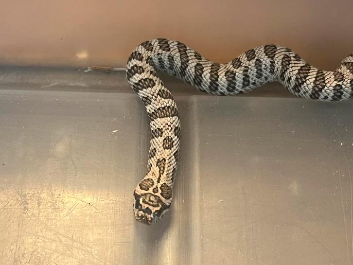 Haakneus heterodon nasicus